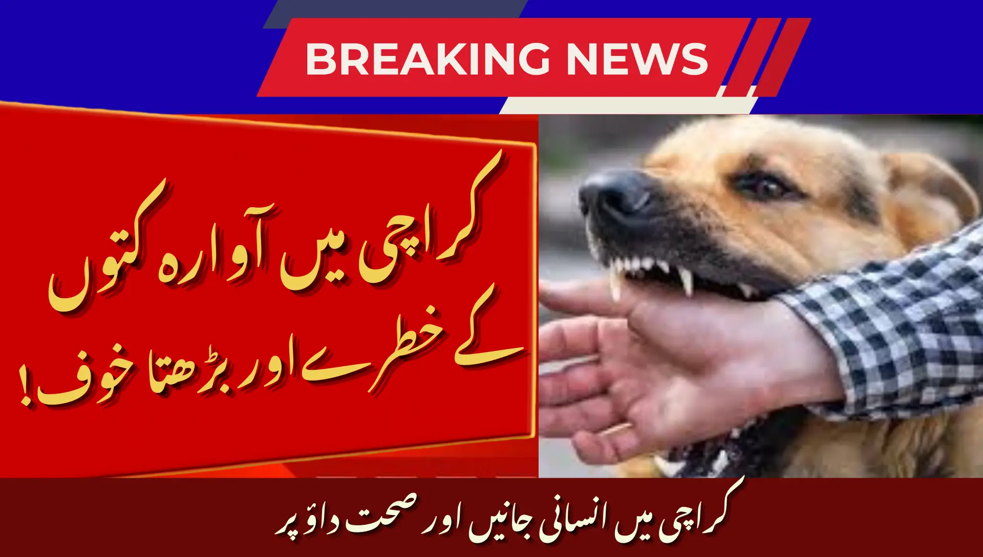 Karachi Reports 29 000 Stray Dog Attack Cases